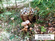 ���������� �������